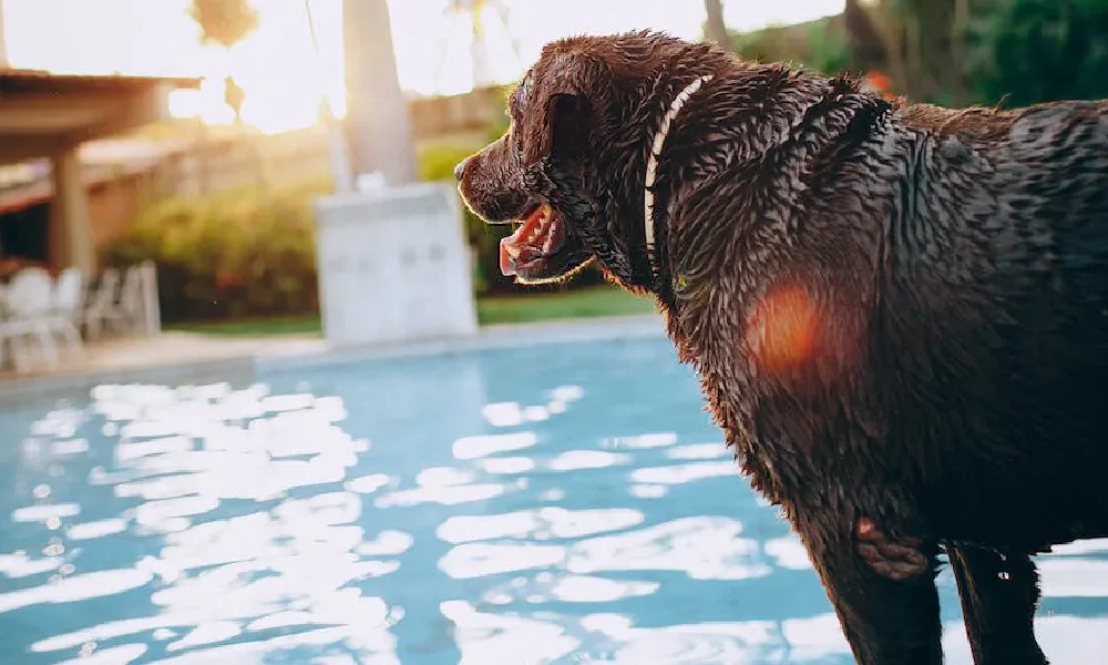 Como fazer atividades aquáticas com o seu cão de forma segura