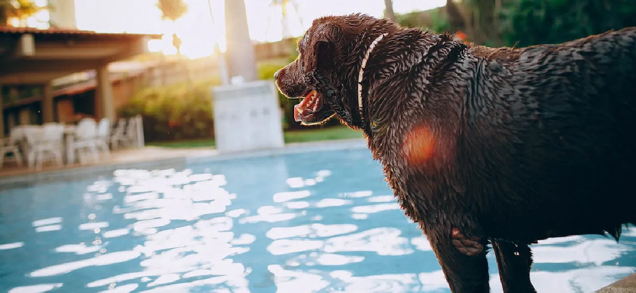Como fazer atividades aquáticas com o seu cão de forma segura